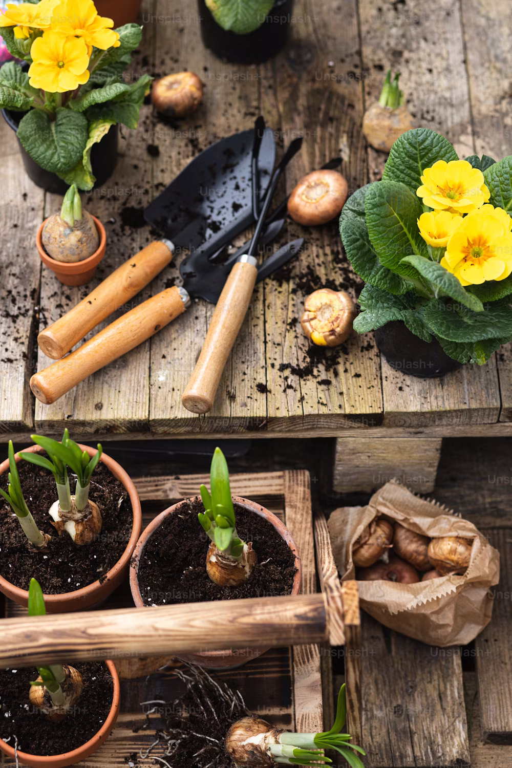 Gardening tools, flower bulbs, and potted plants with yellow blooms arranged on a wooden table.