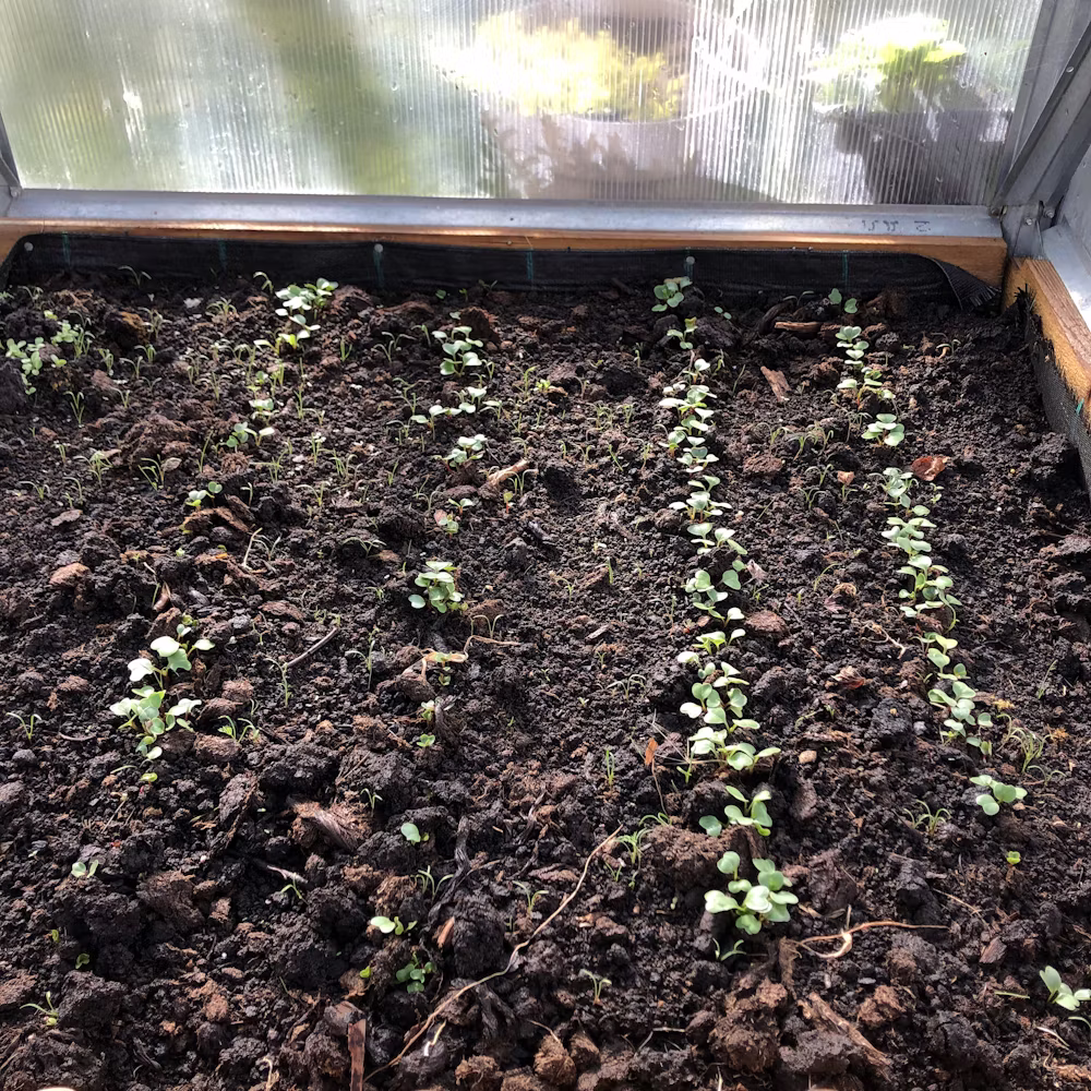 Rows of young seedlings emerging from dark soil inside a small greenhouse.